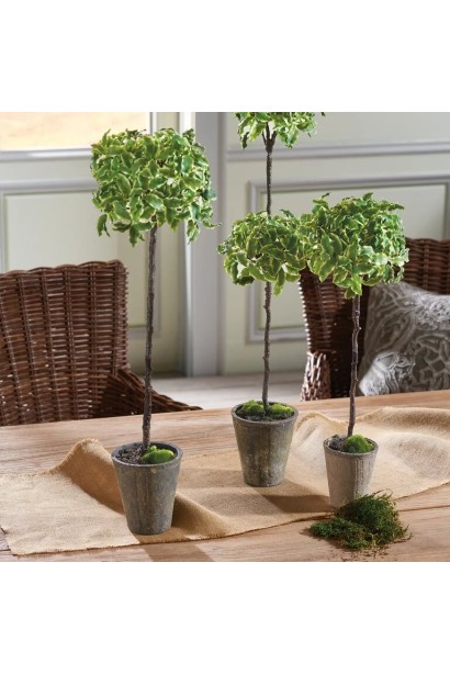 Euonymus Japanese Albomarginata on shtambe в горщику